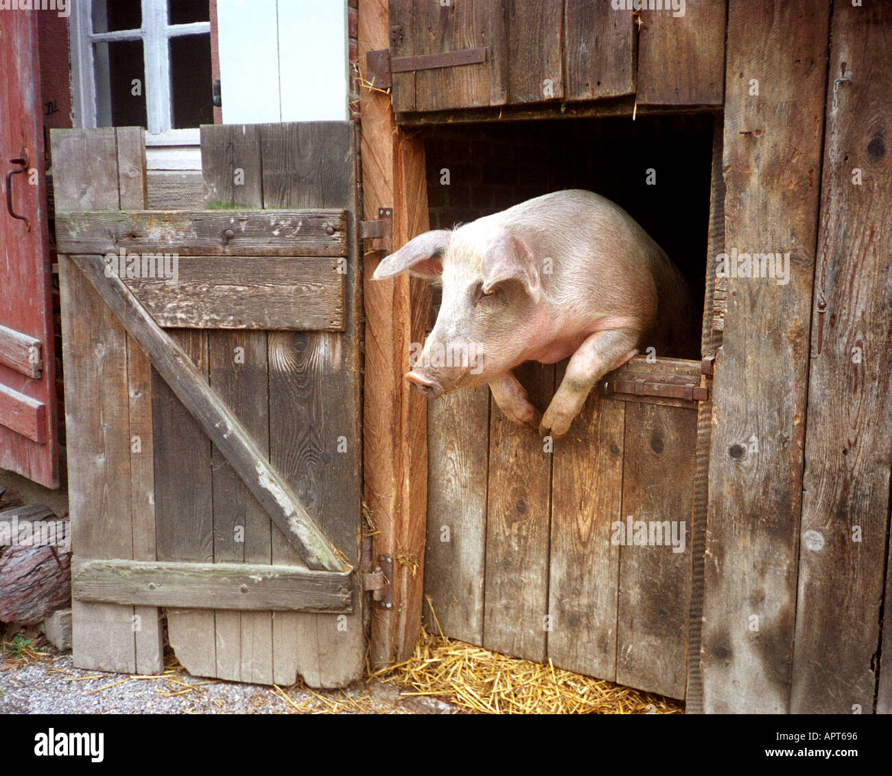 DE - BADEN WÜRTTEMBERG: 'Ich bin ein Promi, hol mich raus hier' oder Haellisches Landschwein im Freilichtmuseum in Neuhausen ob Eck Stockfoto