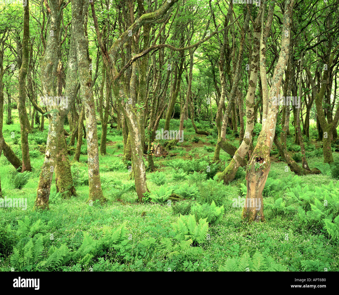 GB - Schottland: Woodlands in Loch Bay auf der Isle Of Skye Stockfoto