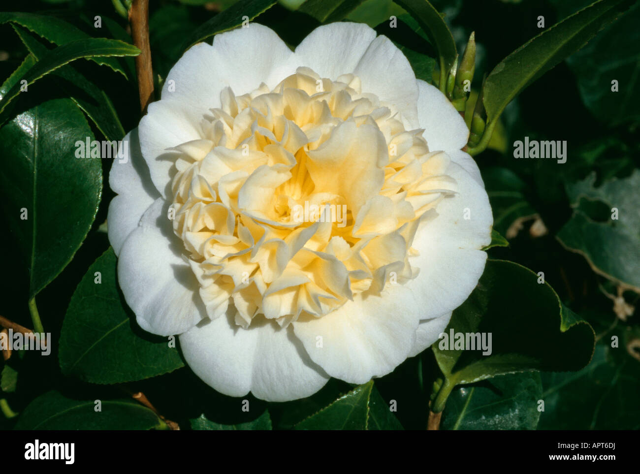 Camellia Japonica weiß mit cremiger Petaloids raffinierte Eleganz Stockfoto