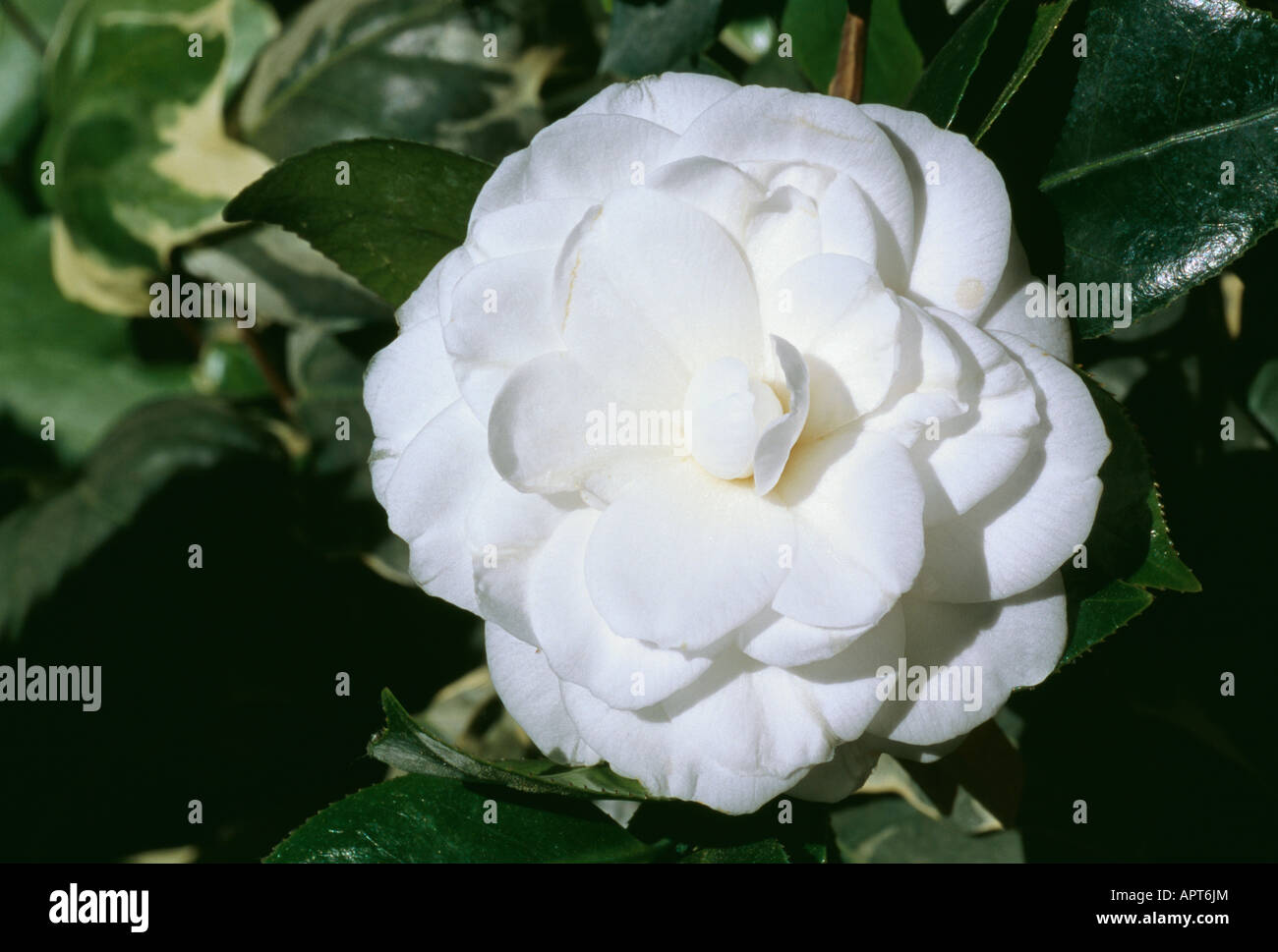 Camellia Japonica reine weiße Eleganz romantisch Stockfoto