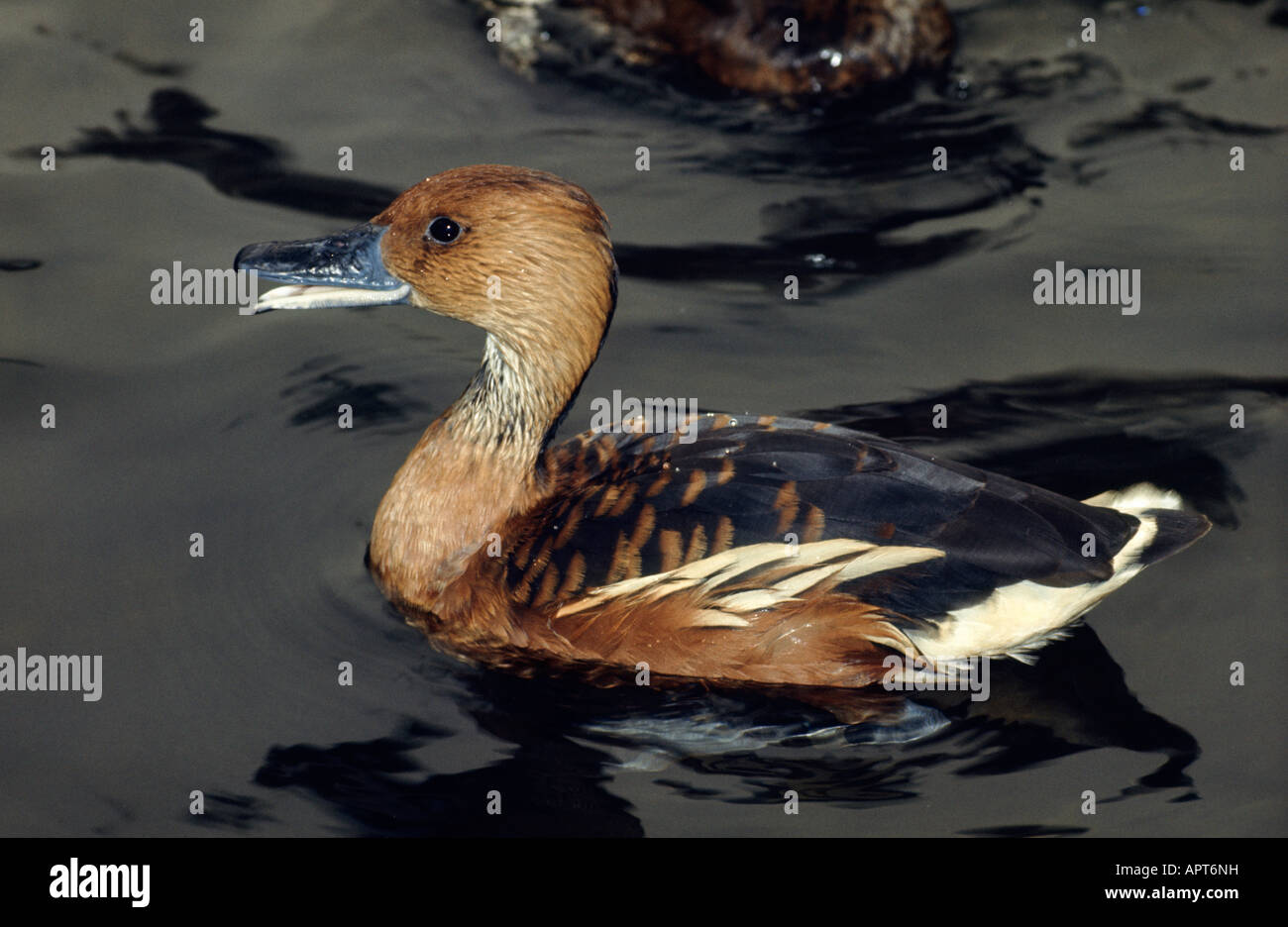 Die Fulvous Pfeifen-Ente Dendrocygna bicolor aka Fulvous Baum Ente Stockfoto