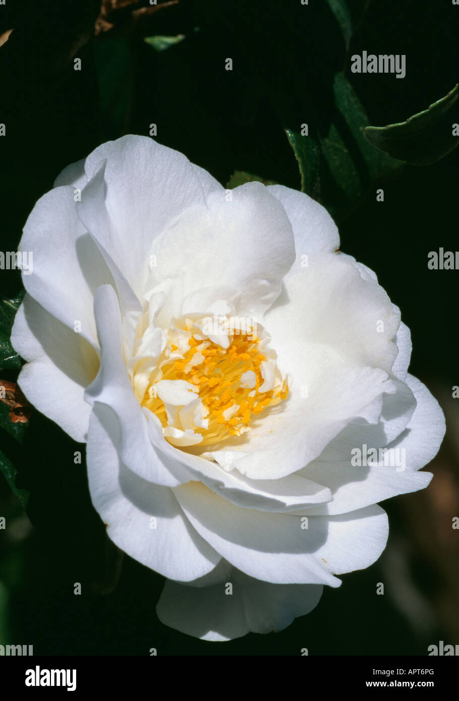 Camellia Japonica reinen weißen Blütenblättern für ein wertvolles Herz von gol Stockfoto