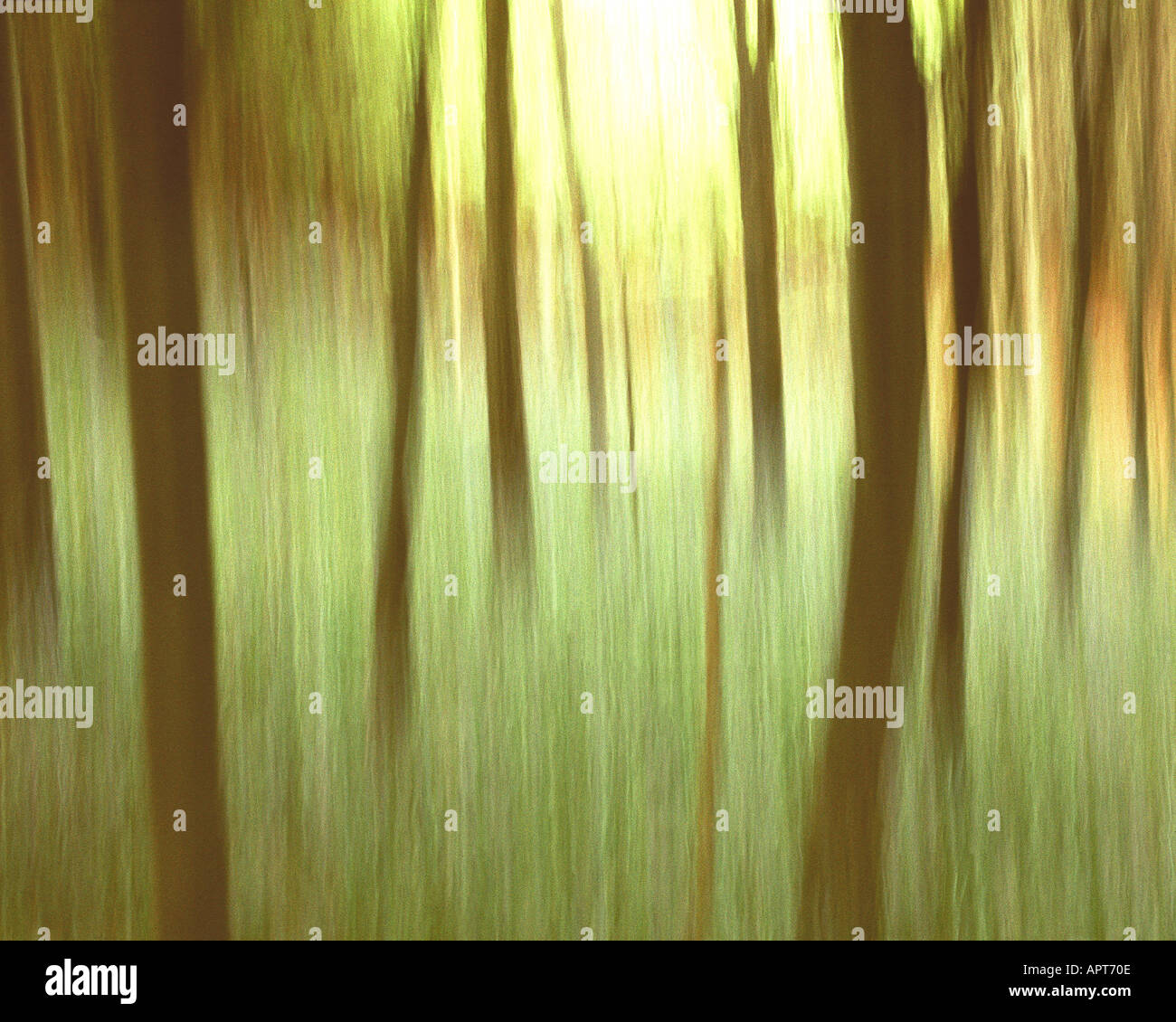ICM FOTOKUNST: Magic Woodlands Stockfoto
