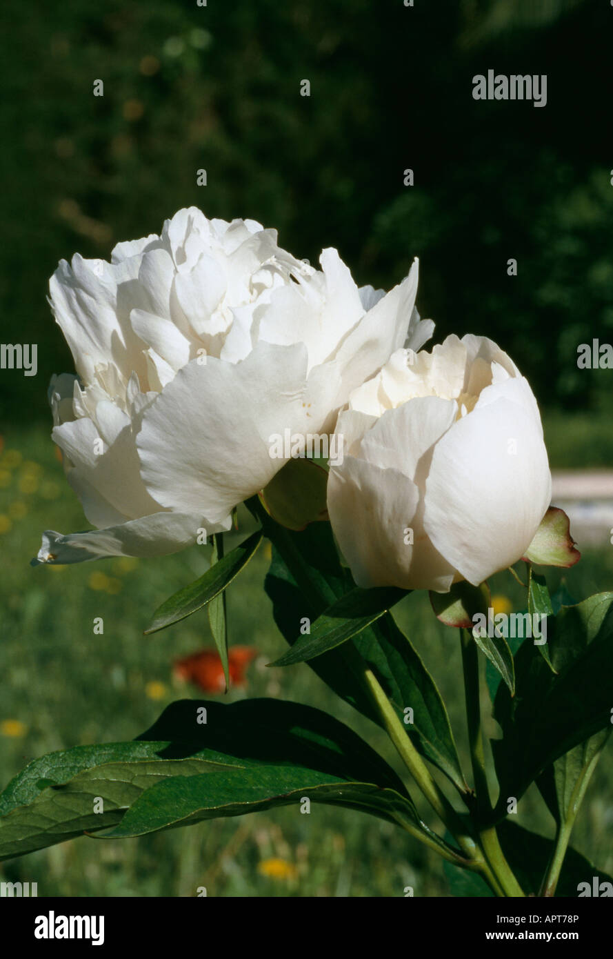 Paeonia weiß zwei hübsche Blumen mit einer zarten Feder-fragranc Stockfoto