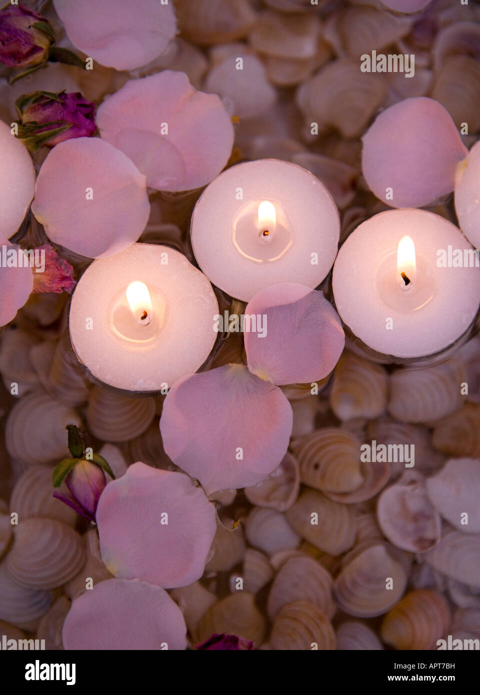Schwimmende Kerzen, Muscheln und Rosenblätter in Wasser Stockfoto