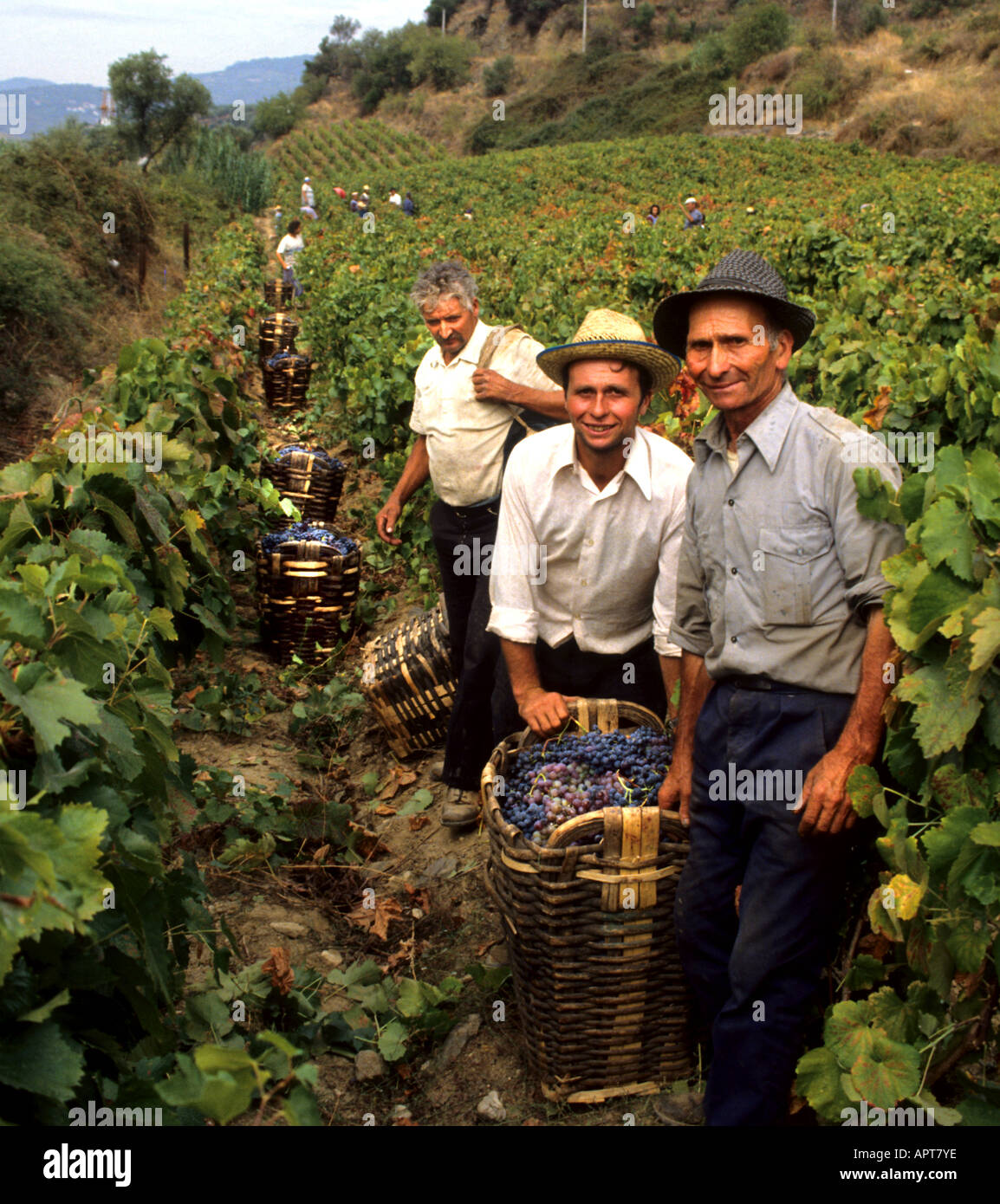 Portugal-Port-Douro-Tal Vintage Weingut Trauben Stockfoto