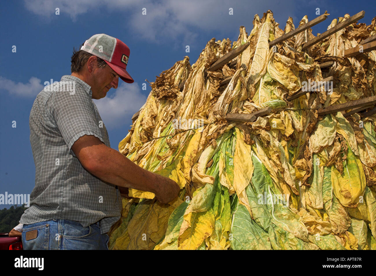 Landwirt Inspektion Ernte von Tabak Tennesse USA Stockfoto