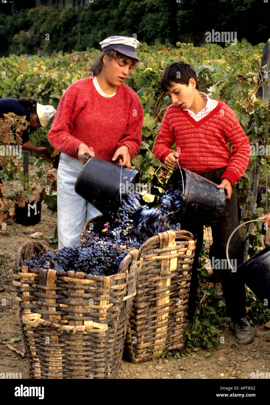 Portugal-Port-Douro-Tal Vintage Weingut Trauben Stockfoto