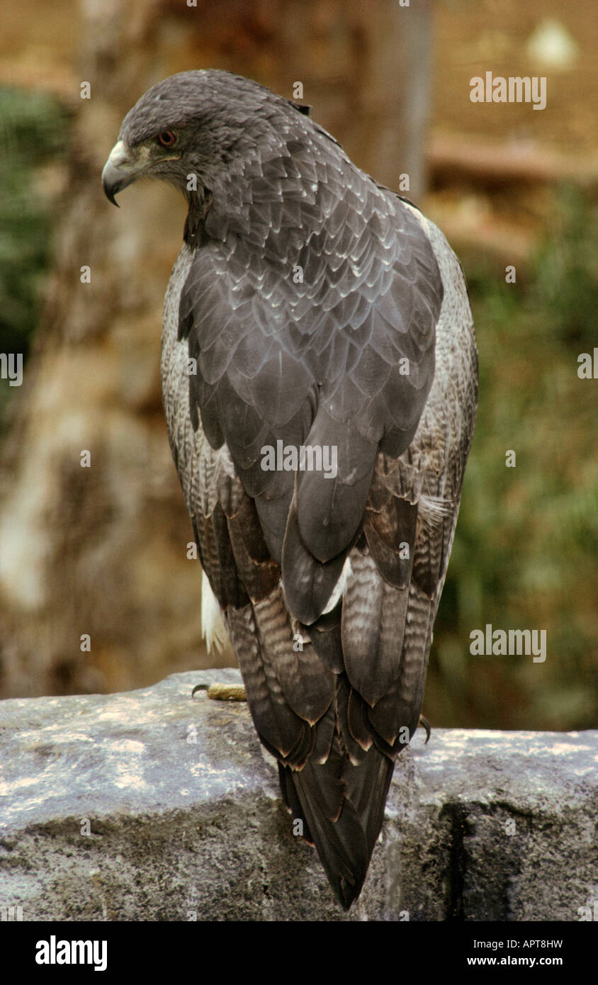 Madagaskar Schlange Adler Eutriorchis astur Stockfoto