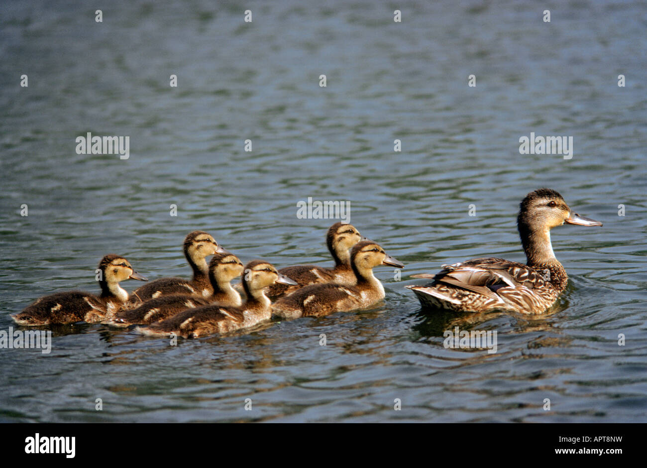 Stockente und Entenküken Anas Platyrhynchos große Sumpf National Wildlife Refuge New Jersey Stockfoto