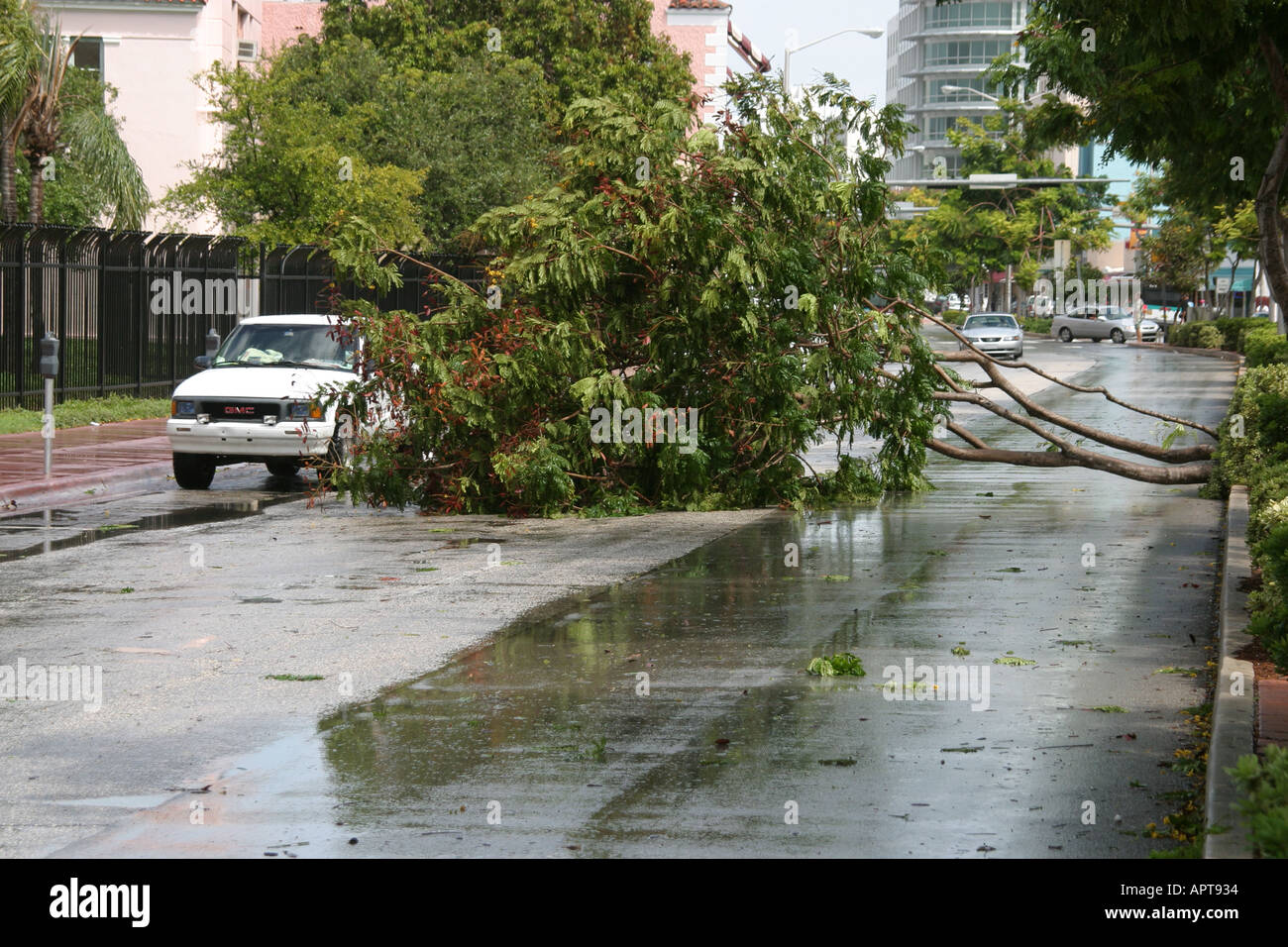Miami Beach, Florida, Washington Avenue, Baumbäume durch Windböen vom Zubringerband zerstört, wenn das Wetter naht, der Sturm Frances, der Verkehr blockiert, Visi Stockfoto
