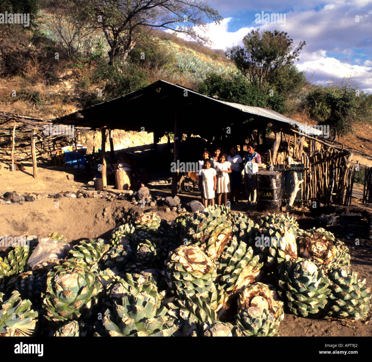 Mexiko Tequilla Kaktus Agave Brennerei Landwirte Stockfoto