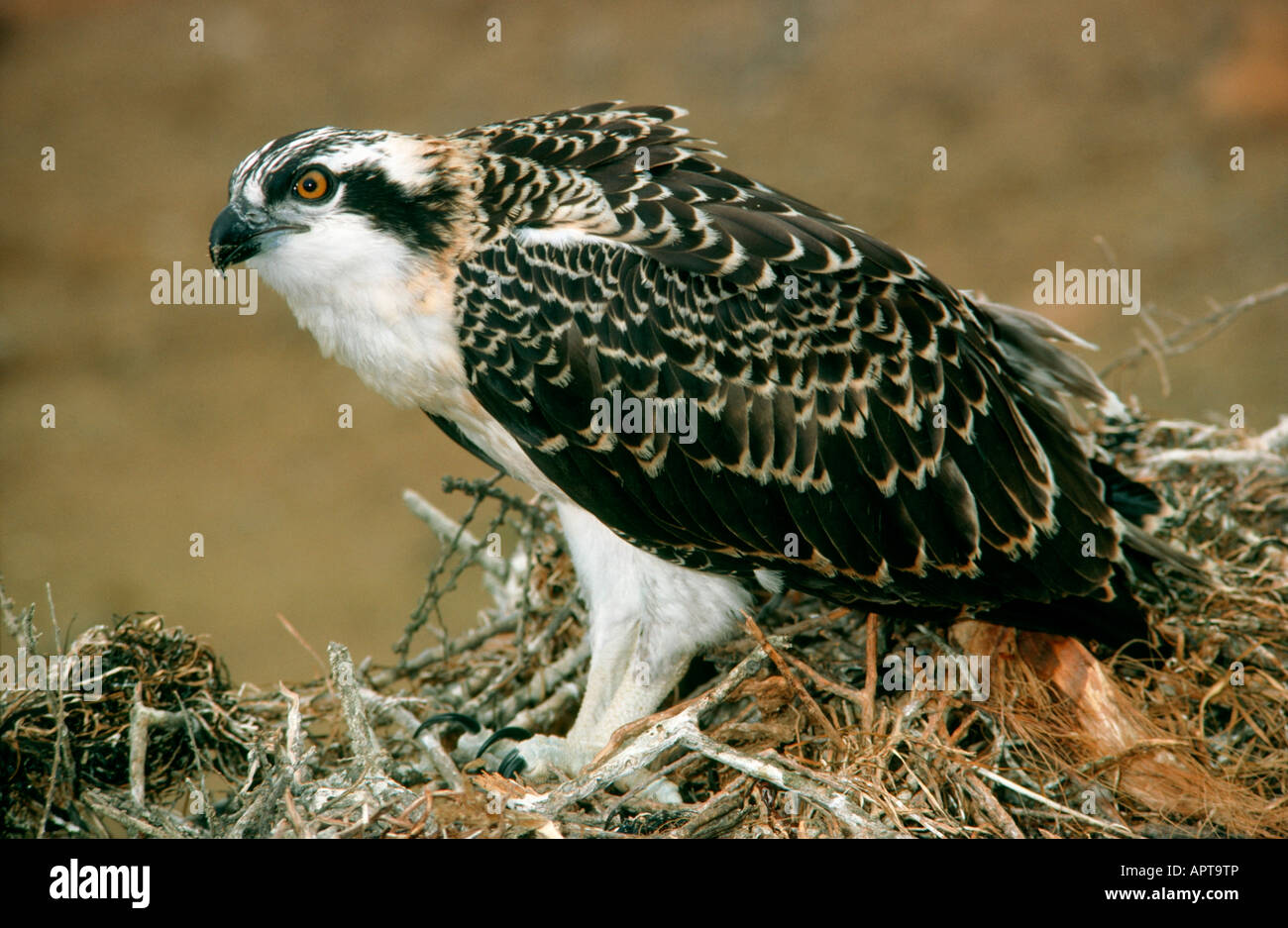 Fischadler auf Nest Pandion Haliaetus San Benitos Baja Mexiko Stockfoto