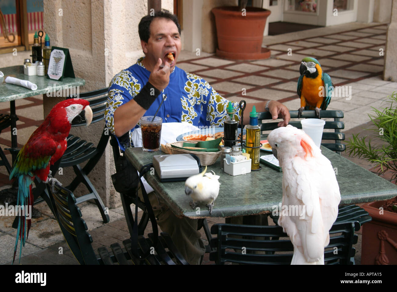 Miami Florida, Coconut Grove, CocoWalk, Shopping Shopper Shopper Shop Shops Markt Märkte Marktplatz Kauf Verkauf, Einzelhandel Geschäfte Business Bus Stockfoto