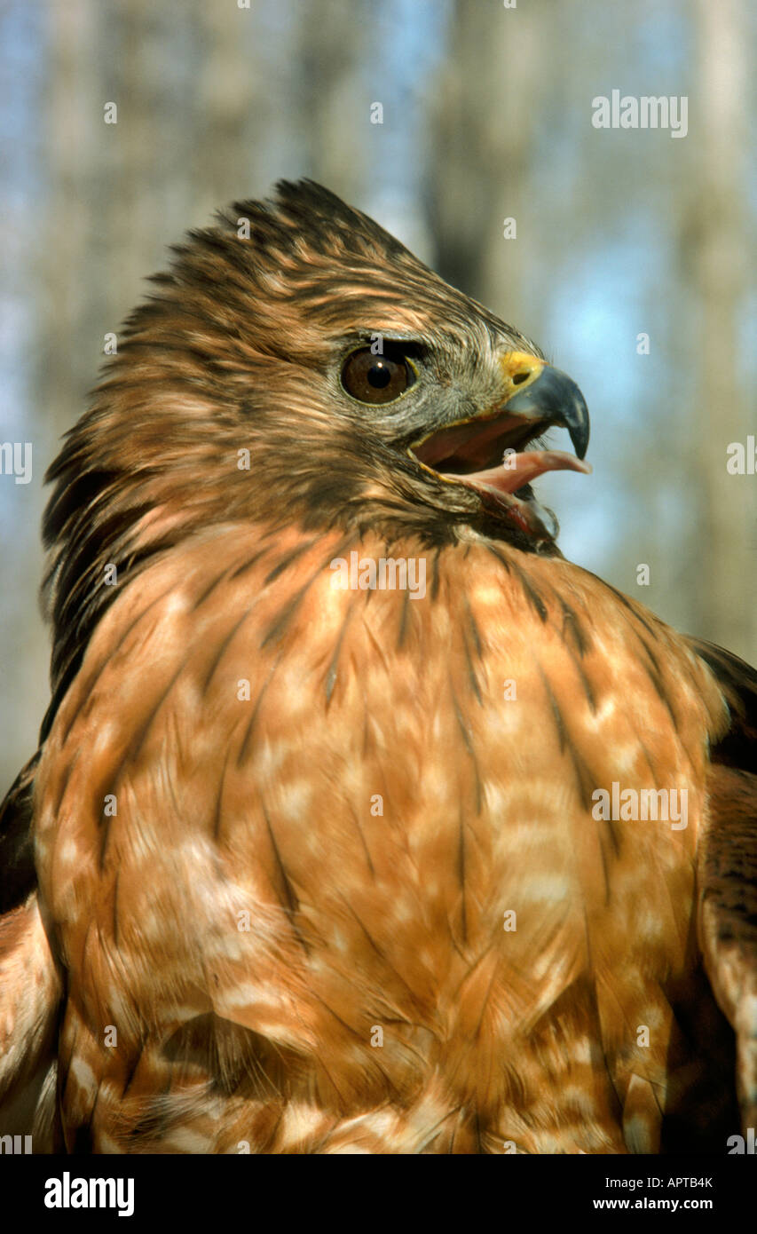 Rot geschultert Hawk Buteo lineatus Stockfoto