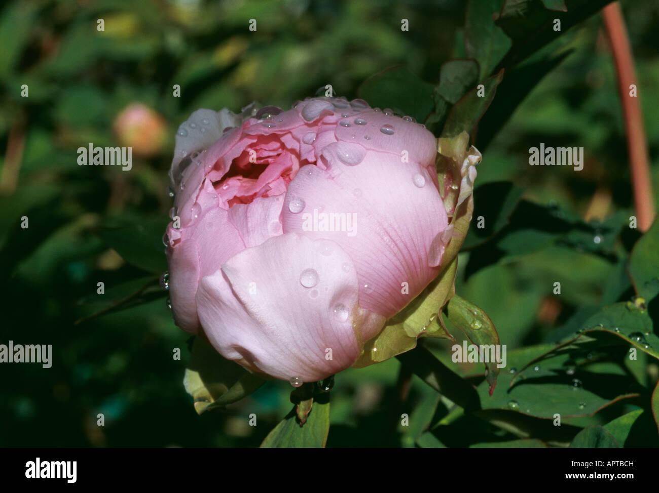 Paeonia schöne Pin Knospe voller Erwartungen Stockfoto