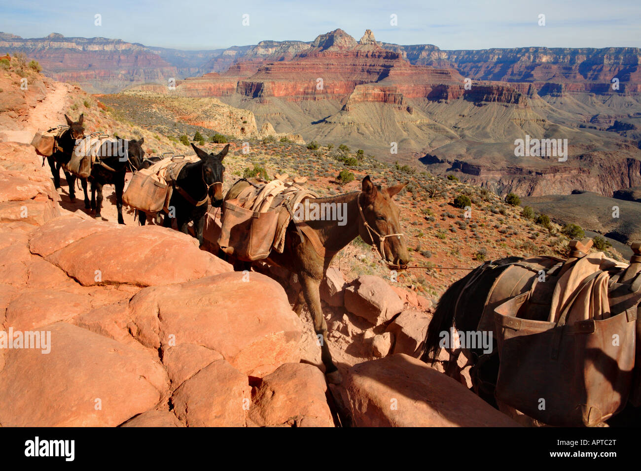 PACK MULE ZUG REITEN AUF SOUTH KAIBAB TRAIL SÜDLICH VON CEDAR RIDGE IM GRAND CANYON NATIONAL PARK ARIZONA USA Stockfoto