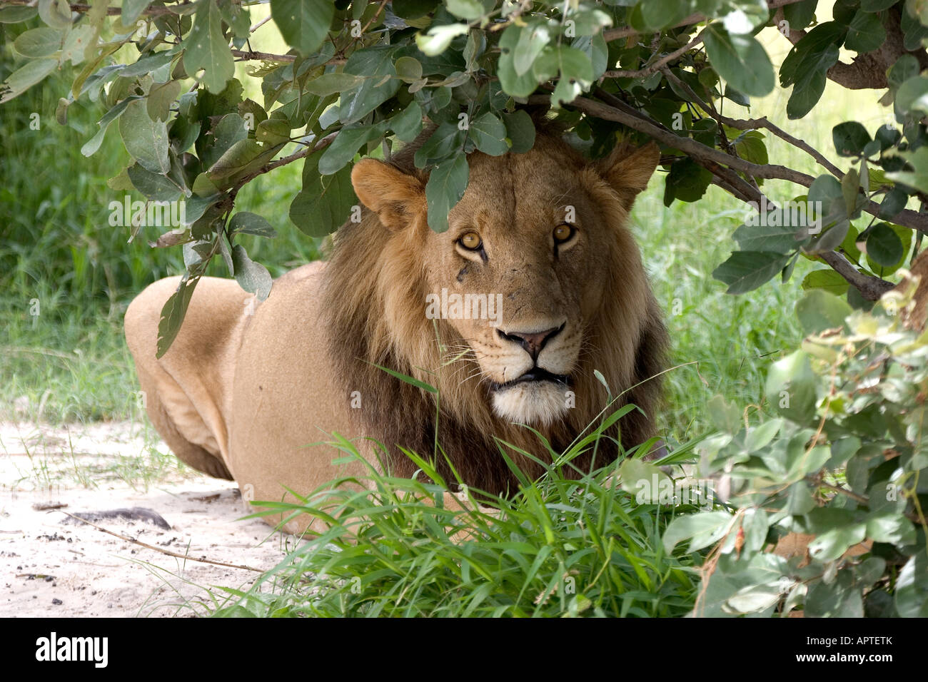 ML2 - 87D, VORSATZ LÖWE RUHT UNTER BUSH, Stockfoto