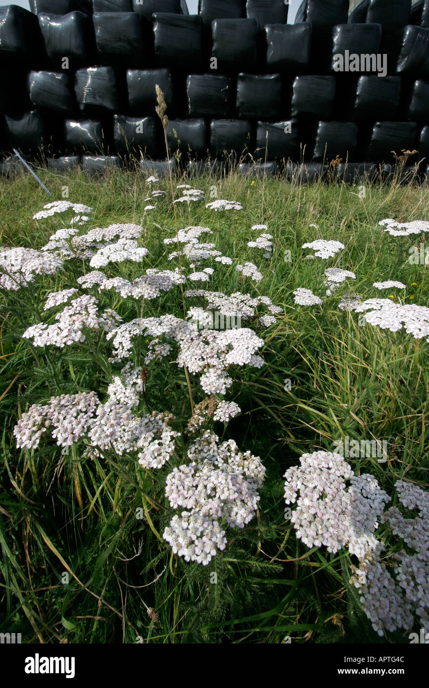 Ballen schrumpfen verpackt in schwarzem Polyethylen Burnet Steinbrech Blumen im Vordergrund Stockfoto