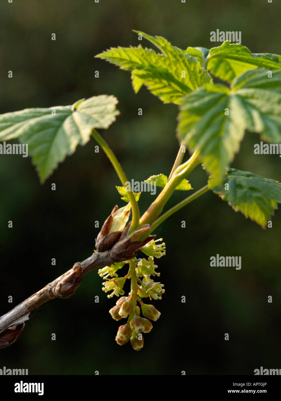 Johannisbeeren (Ribes manshuricum) Stockfoto