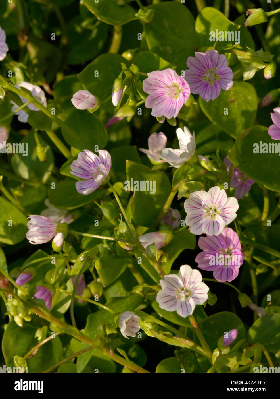 Sibirische Frühling Schönheit (claytonia Pumila syn. montia Pumila) Stockfoto