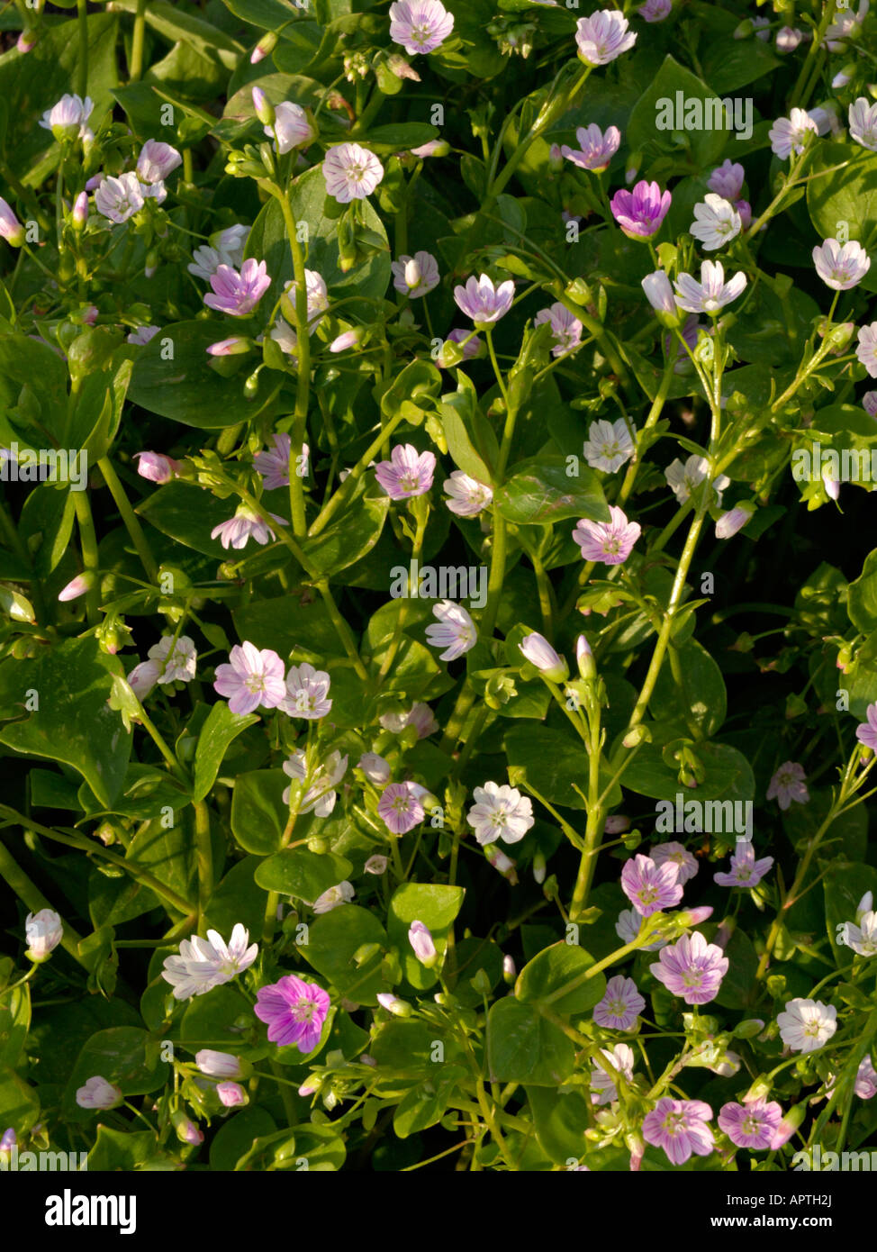 Sibirische Frühling Schönheit (claytonia Pumila syn. montia Pumila) Stockfoto