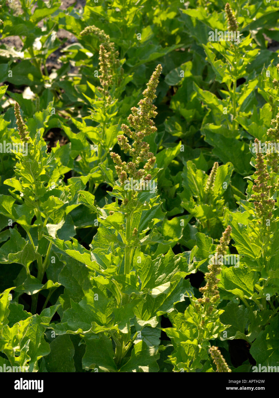 Guter Heinrich (blitum Bonus-Henricus syn. schisandra Bonus-HENRICUS) Stockfoto