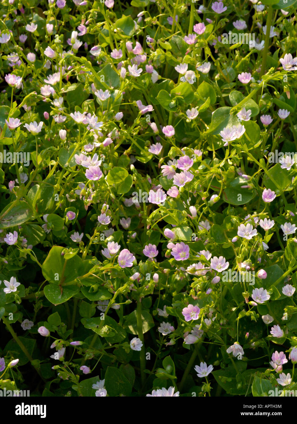 Sibirische Frühling Schönheit (claytonia Pumila syn. montia Pumila) Stockfoto