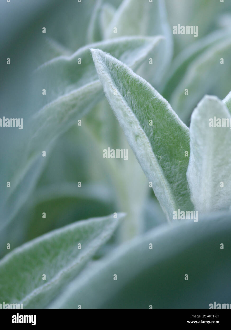 Lambs Ohren (stachys byzantina) Stockfoto