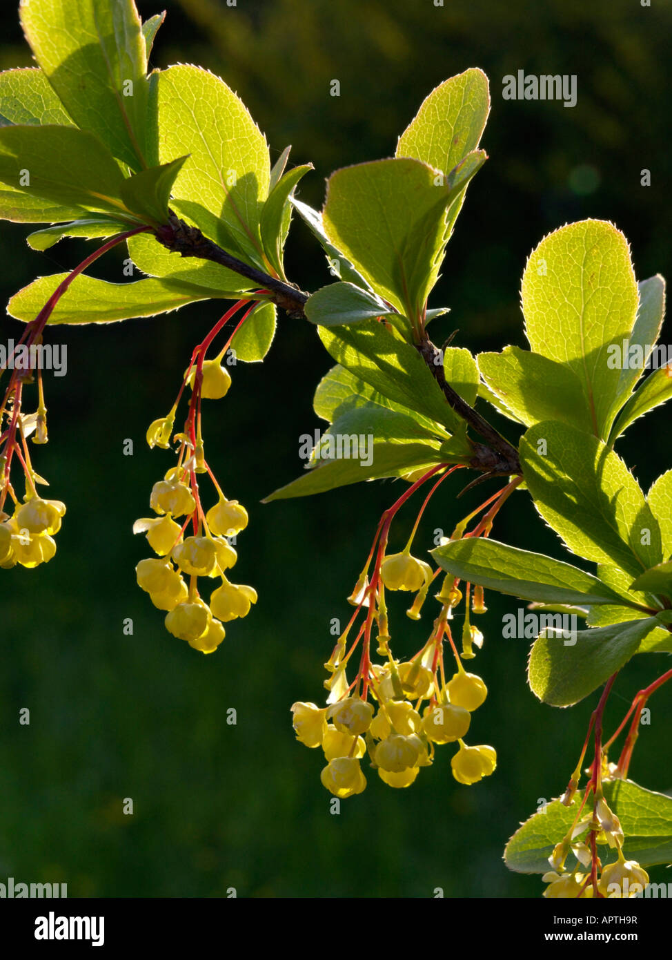 Gemeinsame Berberitze (Berberis vulgaris) Stockfoto