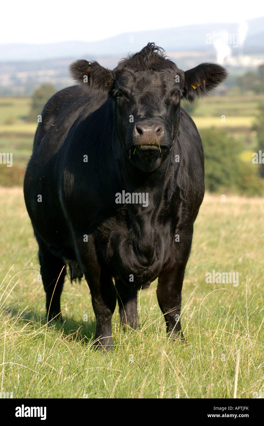 Aberdeen angus kuh -Fotos und -Bildmaterial in hoher Auflösung – Alamy