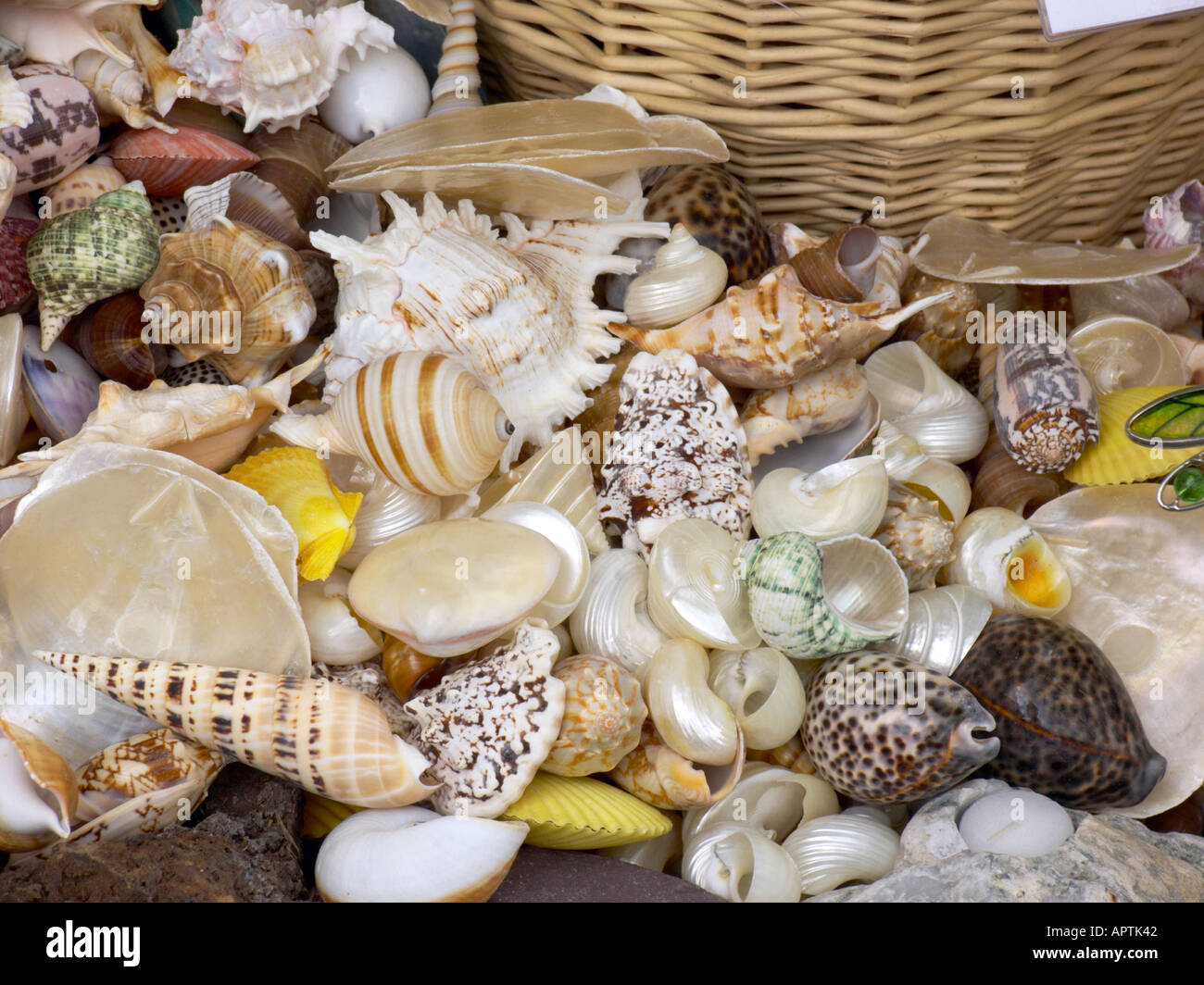 Tatton Flower Show Körbe Muscheln Seesterne und andere Meeresbewohner zu verkaufen Stockfoto