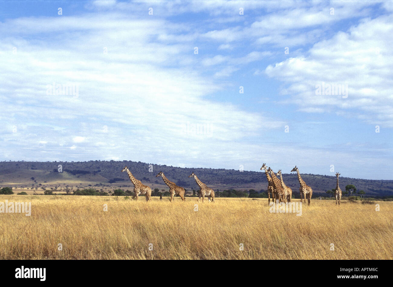 Herde von gemeinsamen Giraffe überqueren die Ebene unter Oloololo Escarpment Masai Mara National Reserve Kenia in Ostafrika Stockfoto