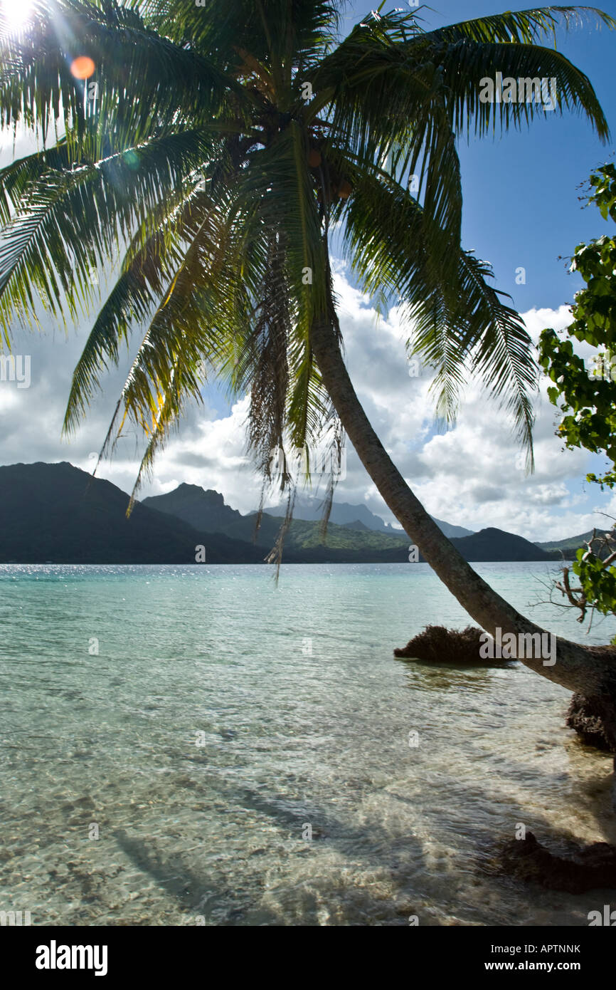 Im Vordergrund einer Palme auf Naonao Insel; im Hintergrund die Insel Raiatea; Französisch-Polynesien, Süd-Pazifik. Stockfoto