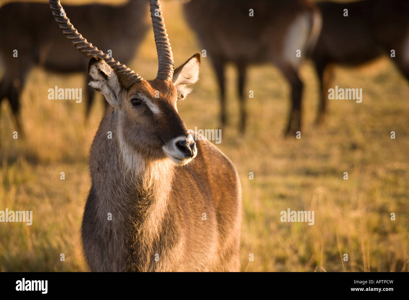 Defassa Wasserbock (Kobus Ellipsiprymnus Defassa), in der Masai Mara reserve, Kenia, Ostafrika. Stockfoto