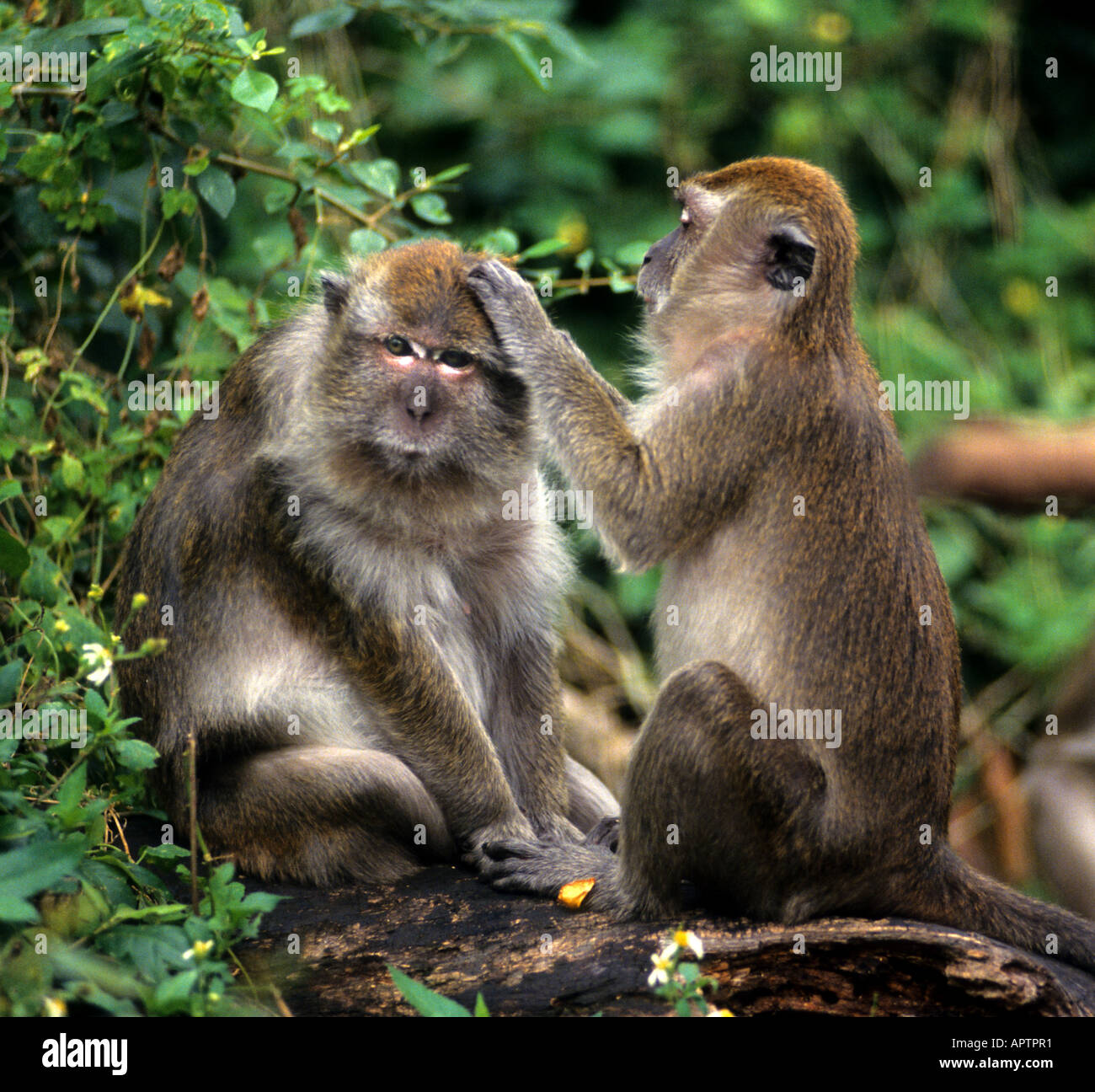 Affen Monkey South Afrika Tiere Kruger Park Stockfoto