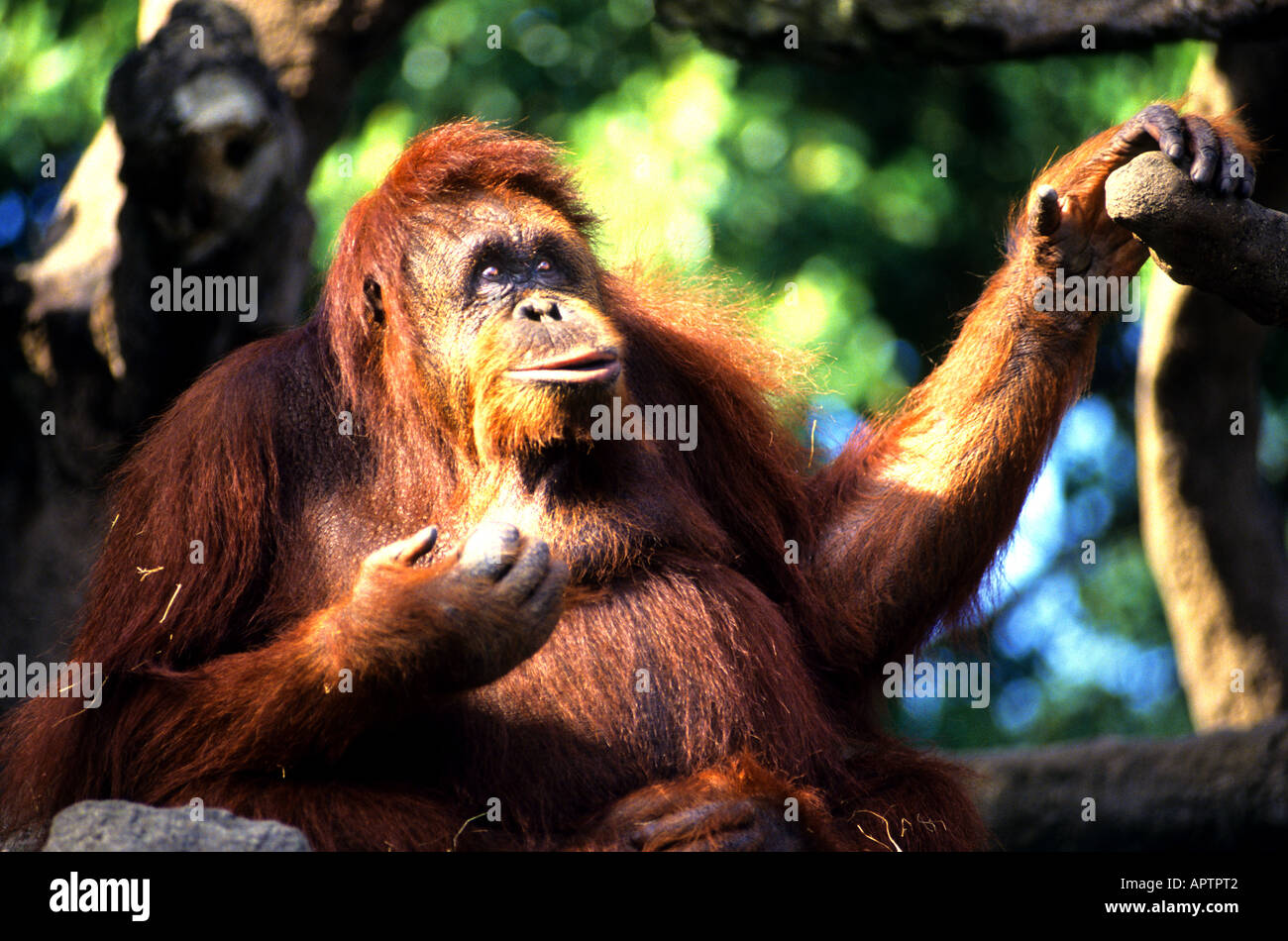 BORNEAN ORANGUTAN Borneo Indonesien Affe Stockfoto