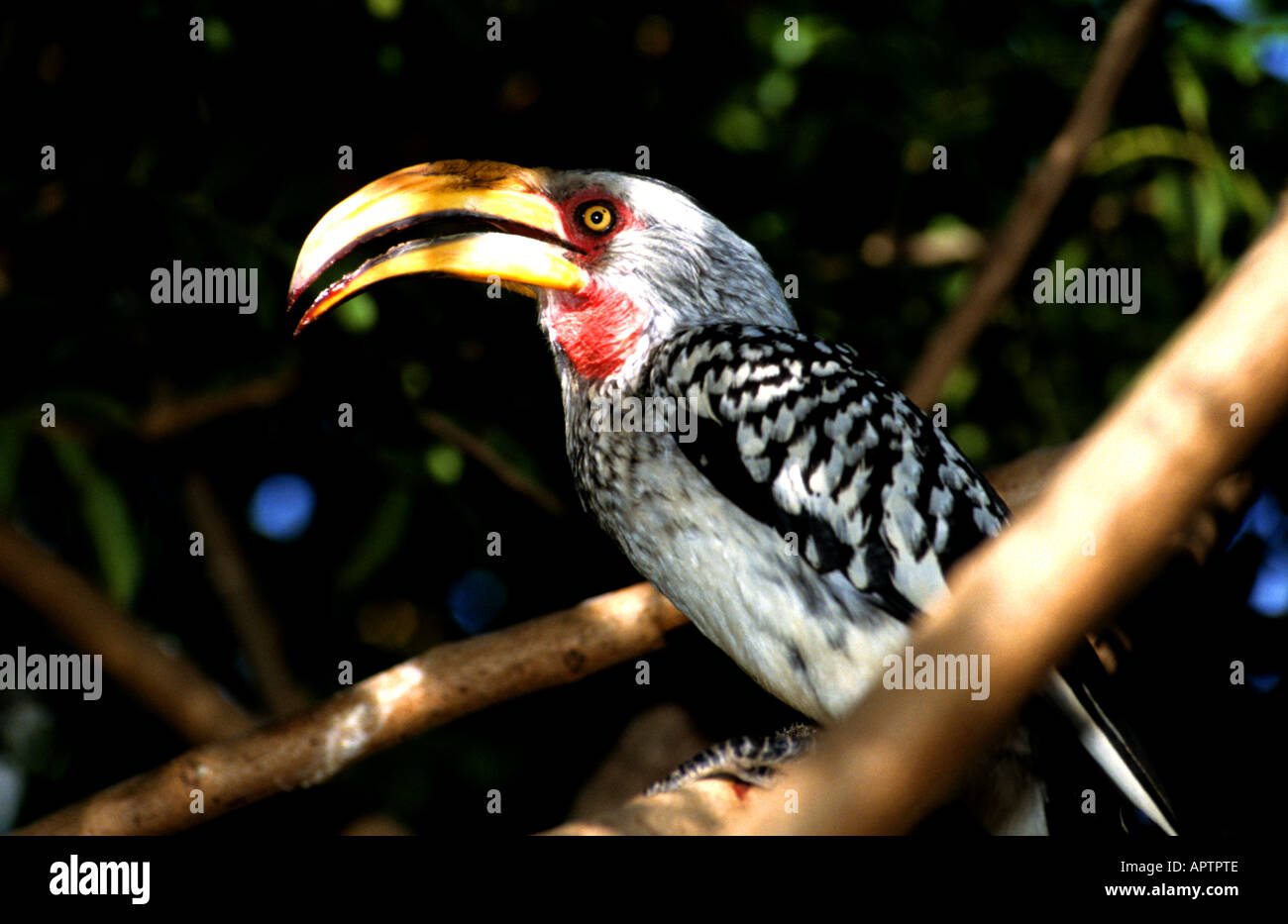 Vogel Kenia Afrika afrikanische Vogel Vögel Tansania Kenia Stockfoto
