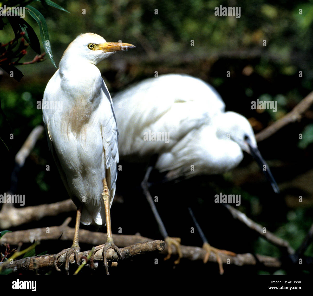 Vogel Vögel weiß Kenia Afrika afrikanische Vogel Vögel Tansania Kenia Stockfoto