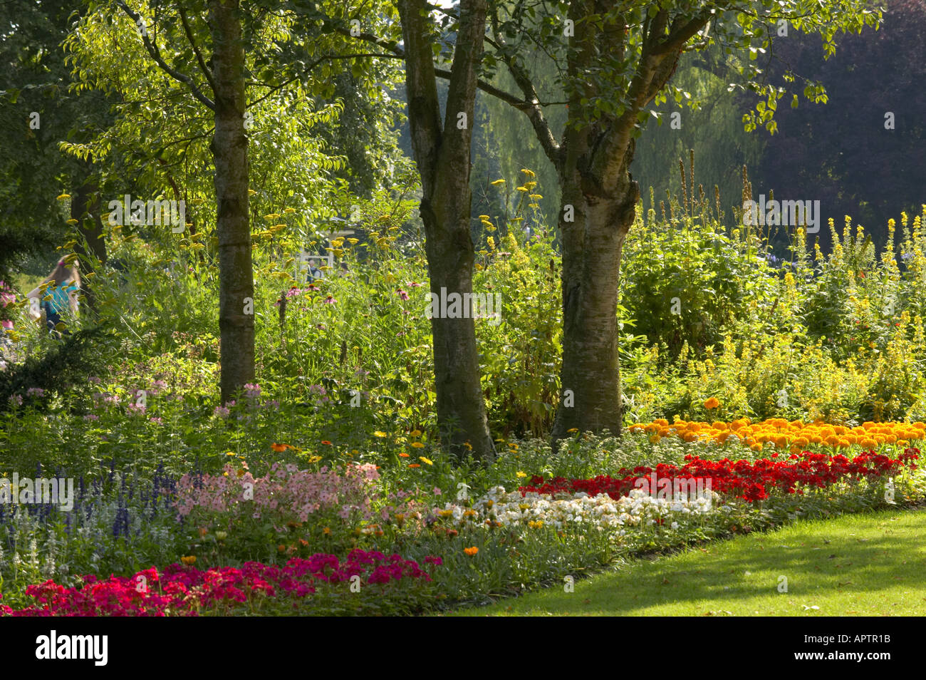 Öffnen Sie Pflanzung und Birken in The Valley Gardens in Harrogate Yorkshire Stockfoto