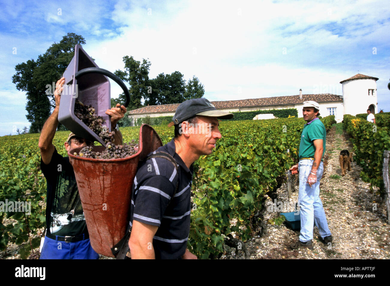 La Mothe Bordeaux Sauternes Französisch Frankreich Stockfoto