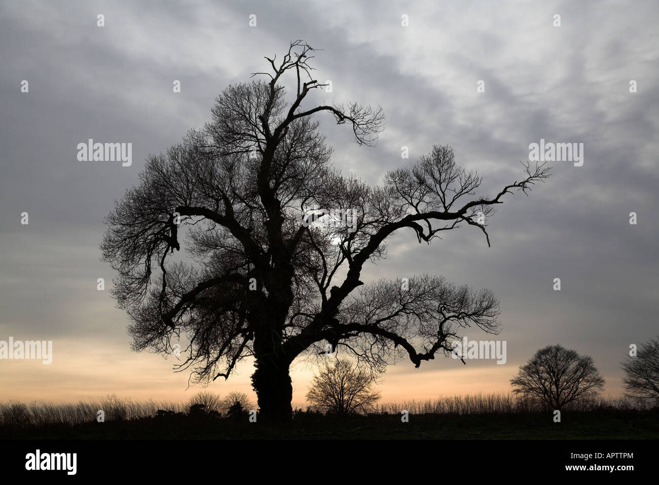 Native English Schwarzpappel Populus Nigra, Butley, Suffolk, England im Winter mit dramatischer Himmel Baum Stockfoto