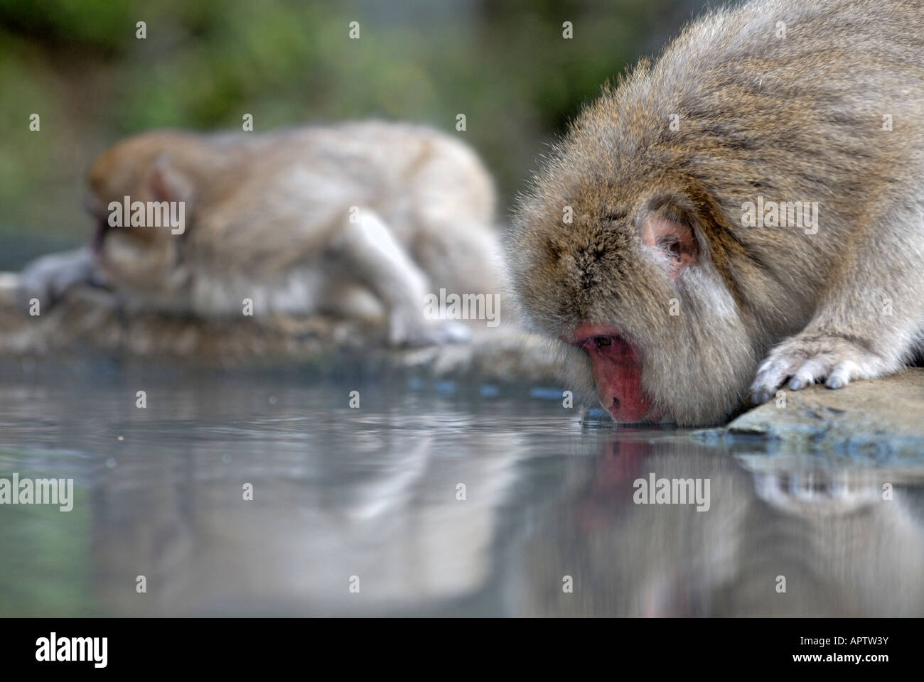 Zwei japanische Makaken Macaca Fuscata trinken von Wasser pool Nagano Japan Stockfoto