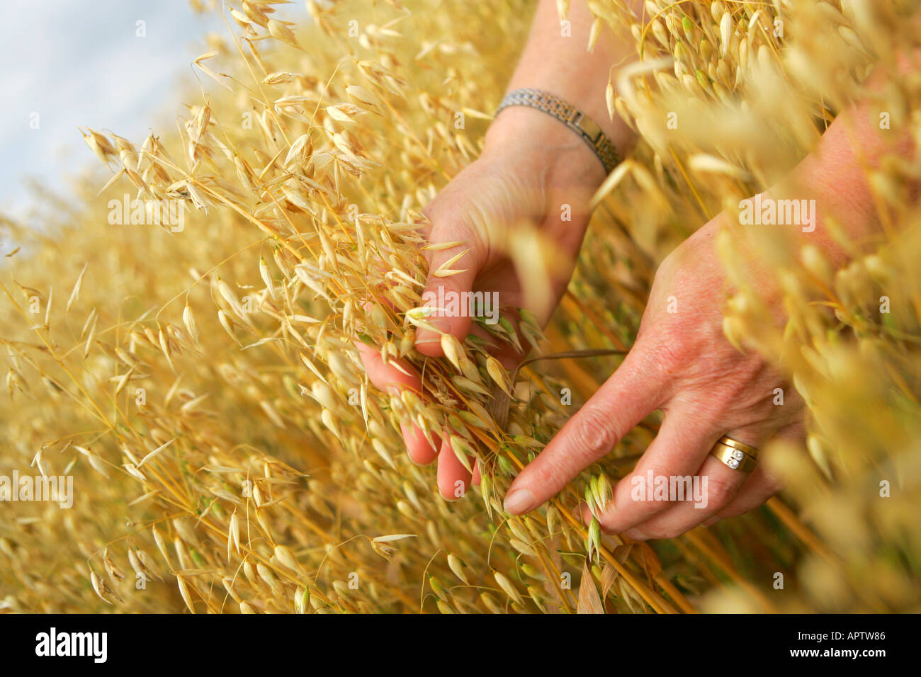 Hafer wächst in einem Feld Stockfoto