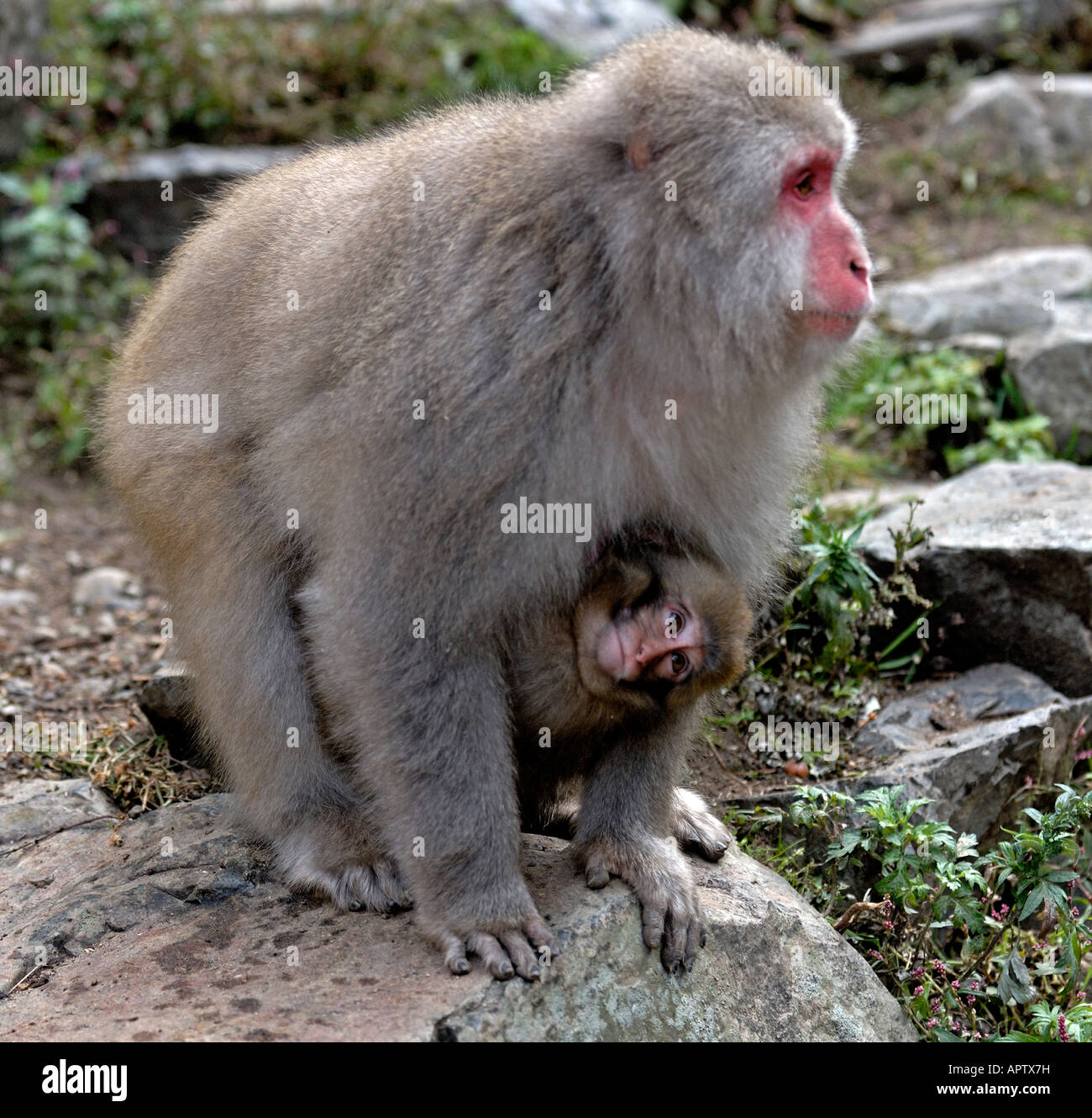 Japanischen Makaken Macaca Fuscata Mutter mit ihrem Baby im Bauch ...