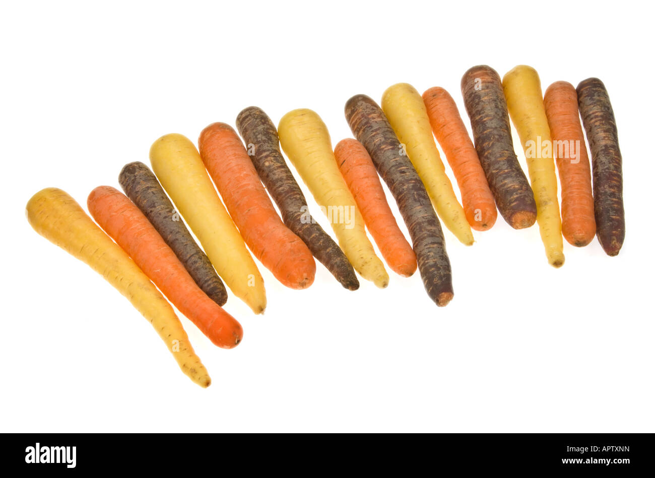 Möhren gelb orange rot blau lila Lila lila Lavendel schwarz dunkel weiß 3 drei Arten Art Sorte Wachstum Zucht auf weiß Stockfoto