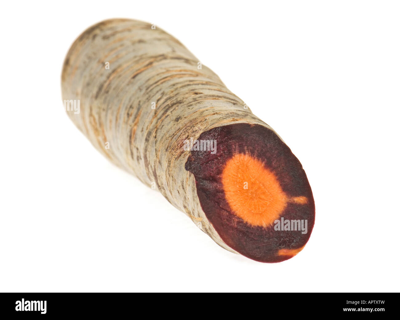 Karotten rot blau lila Lila lila Lavendel schwarz dunkel neue Art Art Sorte Wachstum Zucht auf weiß Stockfoto