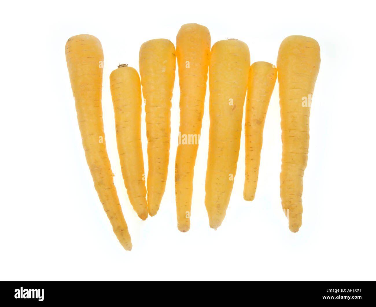 Möhren gelb weiß nicht Orange-rot sortiert Art Sorte Wachstum Zucht auf weißem Hintergrund neue Art Stockfoto
