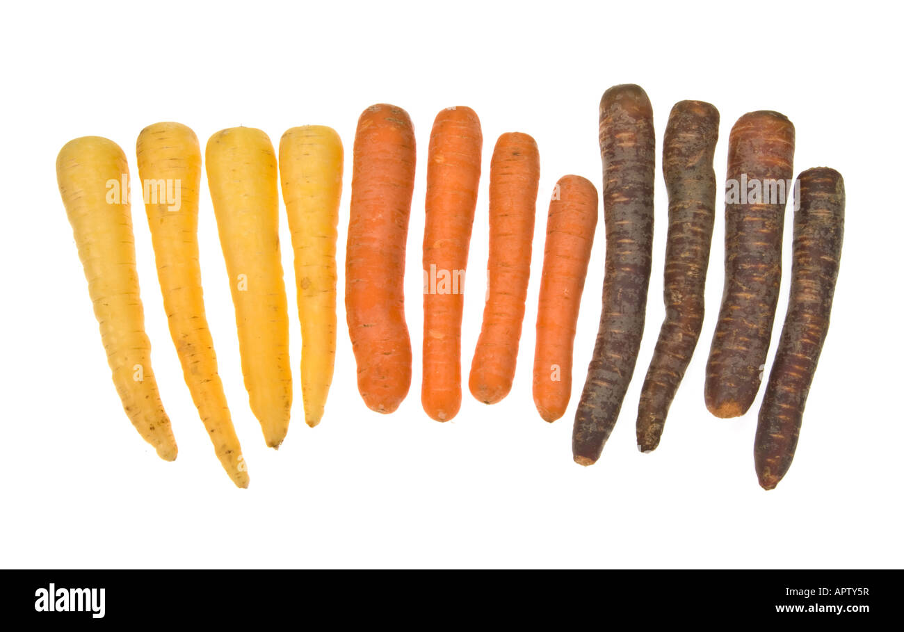 Möhren gelb orange rot blau lila Lila lila Lavendel schwarz dunkel weiß 3 drei Arten Art Sorte Wachstum Zucht auf weiß Stockfoto