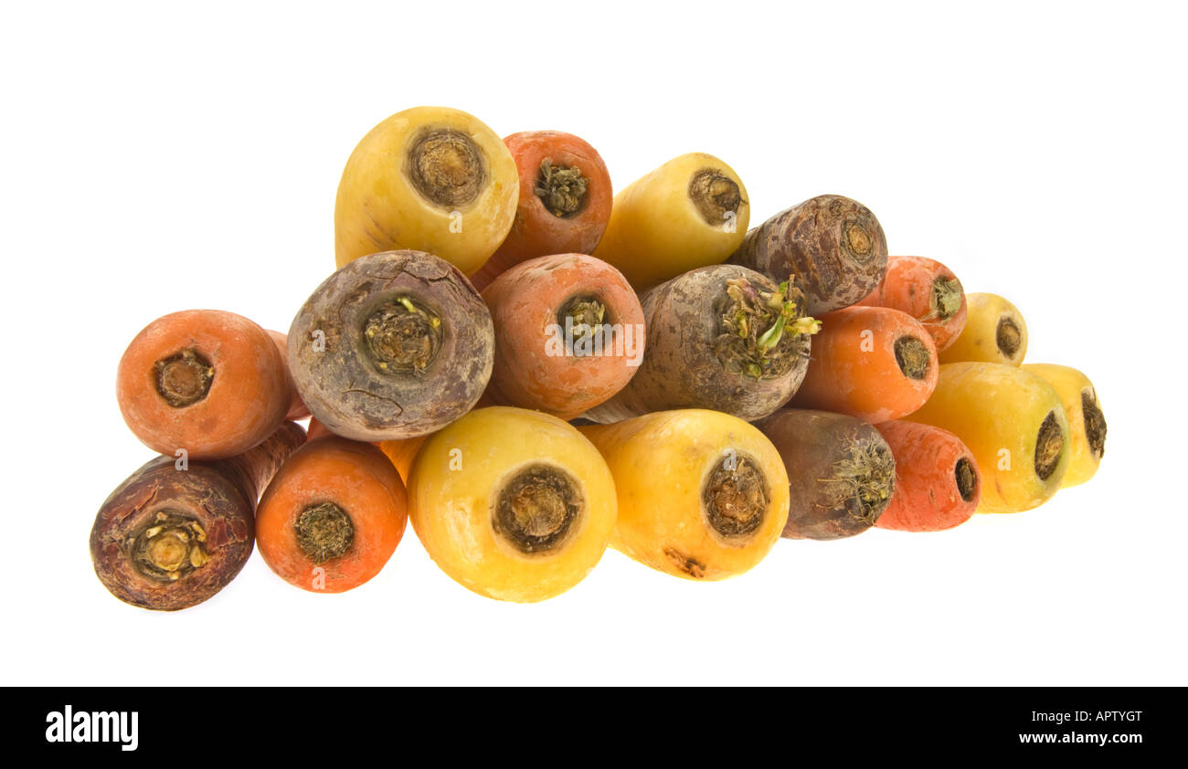 Möhren gelb orange rot blau lila Lila lila Lavendel schwarz dunkel weiß 3 drei Arten Art Sorte Wachstum Zucht auf weiß Stockfoto